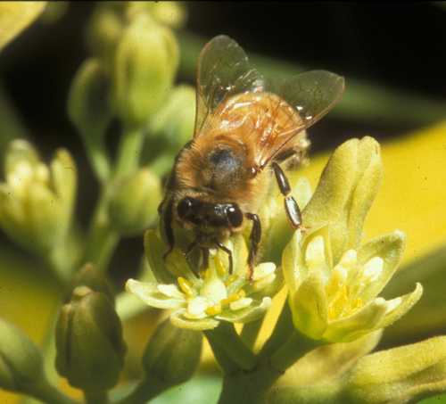 European honey bee visiting a Reed flower