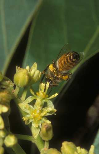 European honey bee visiting a male phase avocado flower