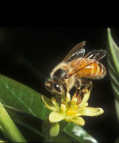European honey bee visiting a male phase avocado flower