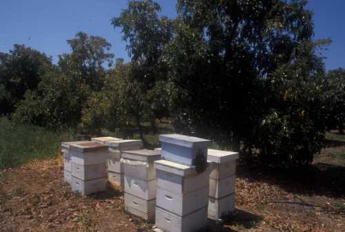 Honey bee hives in an avocado grove