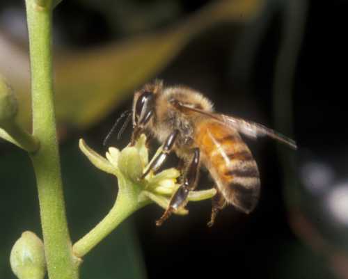 European honey bee visiting a female phase flower