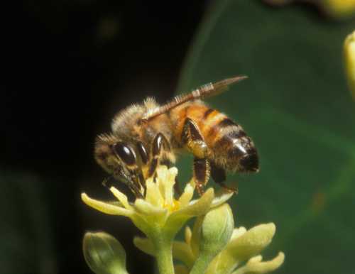 European honey bee visiting a male phase flower