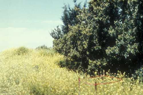 Mustard bloom