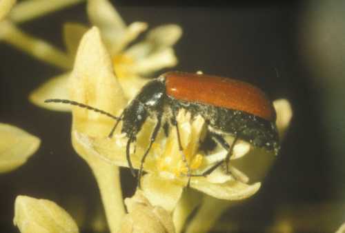 Beetle (Melidae)