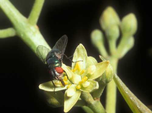 Fly collecting nectar on female phase flower.