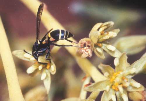 Wasp (Polistes sp.) visiting female flower
