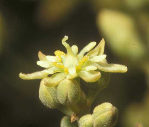 Female flower
