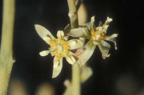 Female and male flowers overlapping
