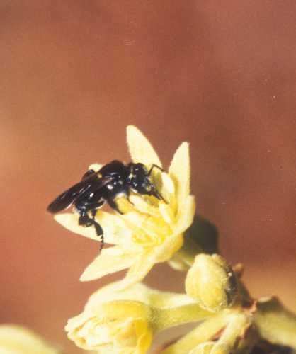 Geotrigona visiting Hass male flower