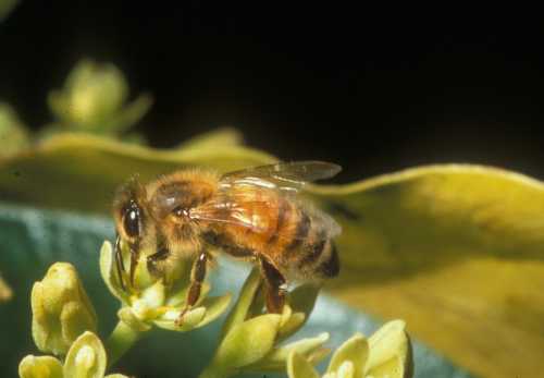 Honey bee visiting female flower
