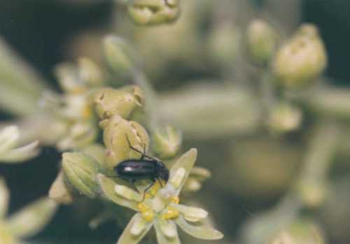 Beetle visiting female flower