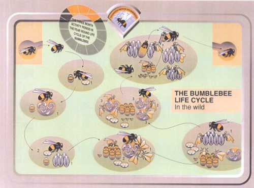 Life cycle of the bumblebee