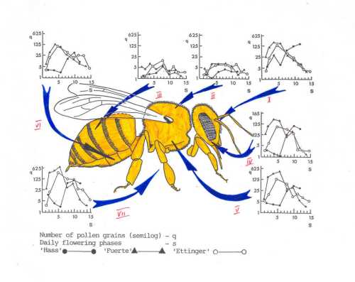 Schematic of European honey bee body and locations of pollen transfer