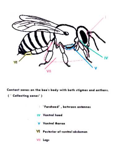Schematic of European honey bee body and locations of pollen transfer