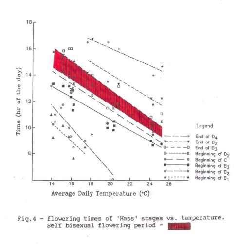 The influence of temperature on the timing of the flowering stages of Hass