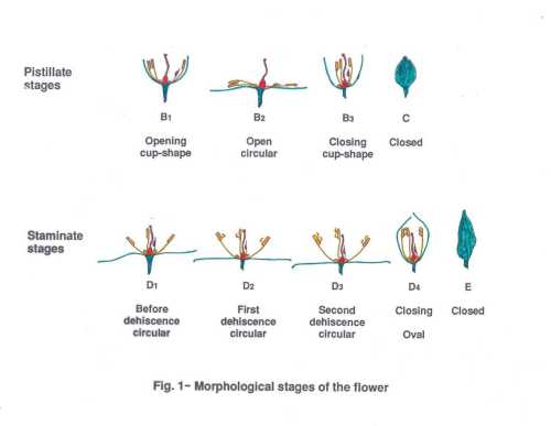 The morphological stages of the avocado flower