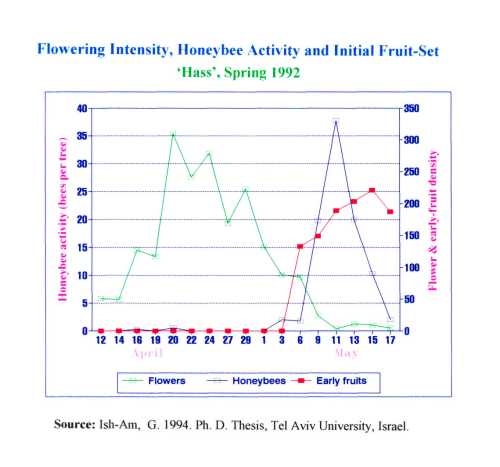 The relationship between flowering intensity and honey bee visitation on Hass fruit set
