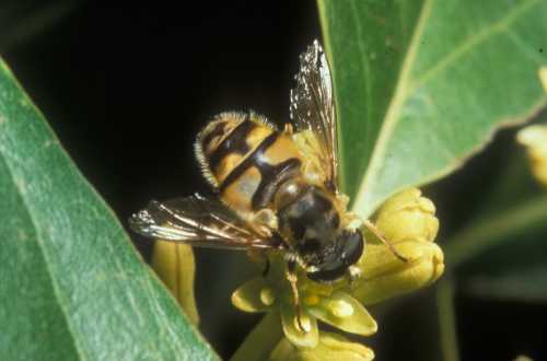 Reed avocado flower being visited by a fly (Syrphidae)
