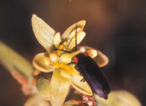Female stage flower being visited by beetle (Lampyridae)