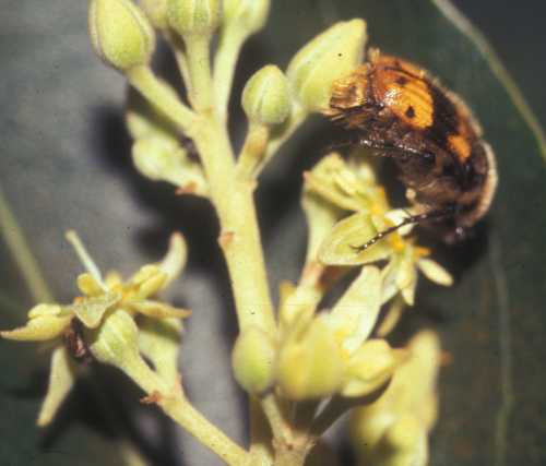 Female stage flower being visited by beetle (Scarabaeidae)