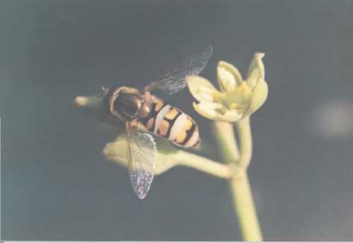 Closed flower being visited by Fly (Syrphidae)