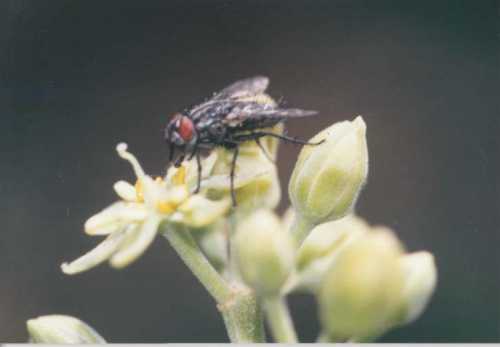 Female stage flower being visited by fly (Sarcophagidae)