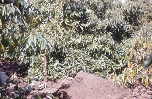 Soil Profiles in avocado root rot soil