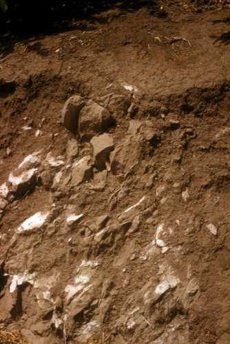 Soil Profile showing limestone