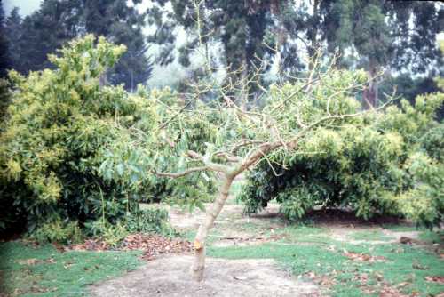 Avocado Root Rot (Phytophthora cinnamomi); visual symptoms