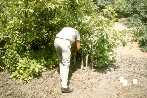 Iron Chlorosis Mulching Trial; role of proper irrigation
