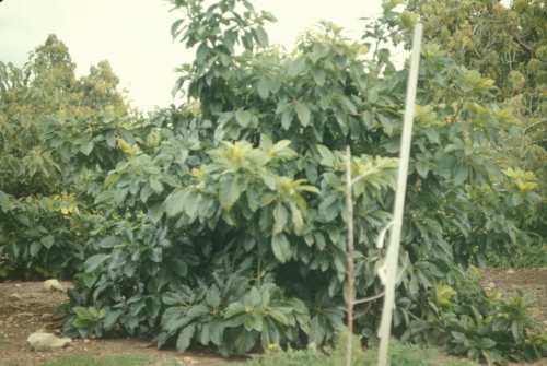 Avocado Root Rot (Phytophthora cinnamomi)