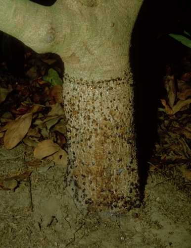 Collar Rot (Phytophthora citricola)  external symptoms of Tree 1
