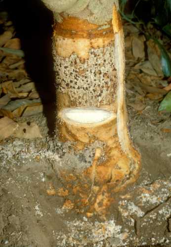 Collar Rot (Phytophthora citricola)  wood staining of Tree 1