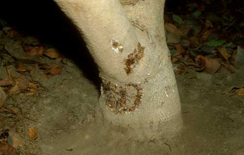 Collar Rot (Phytophthora citricola)  external symptoms of Tree 2
