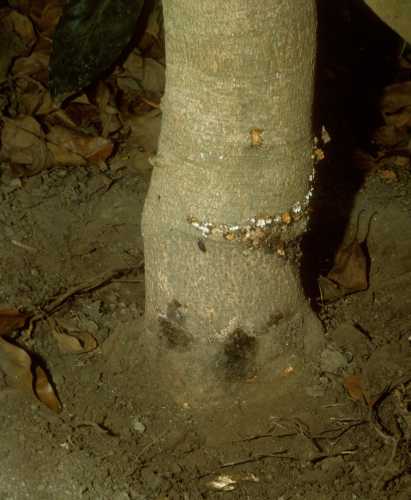 Collar Rot (Phytophthora citricola)  external symptoms of Tree 5