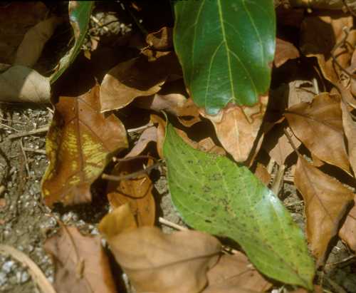 False chinch bug in leaf litter