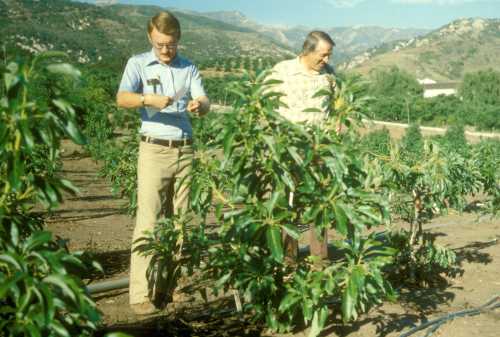 Evaluating avocado rootstock trial