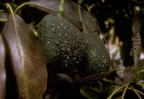 Latania scale on avocado fruit