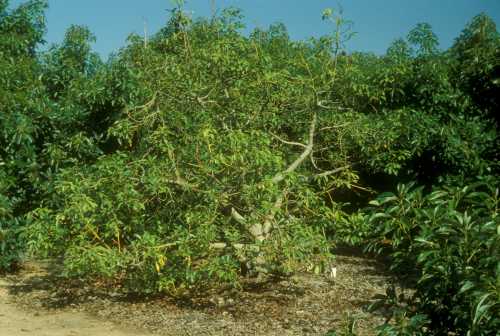 Collar rot (Phytophthora citricola)  declining tree