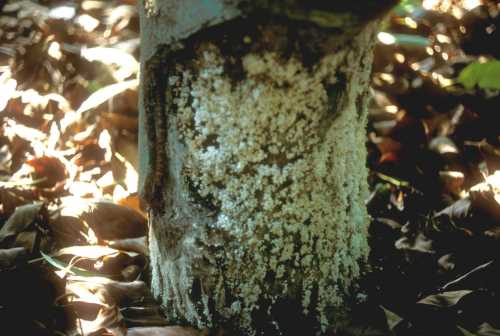 Collar rot (Phytophthora citricola)  bark removal
