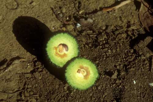 Collar rot (Phytophthora citricola)  stoney fruit