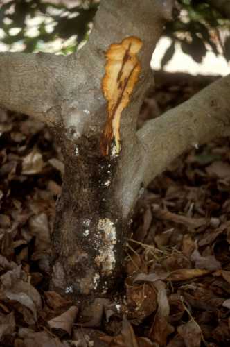 Collar rot (Phytophthora citricola)  external symptoms and wood staining