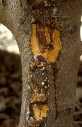 Collar rot (Phytophthora citricola)  external symptoms and wood staining