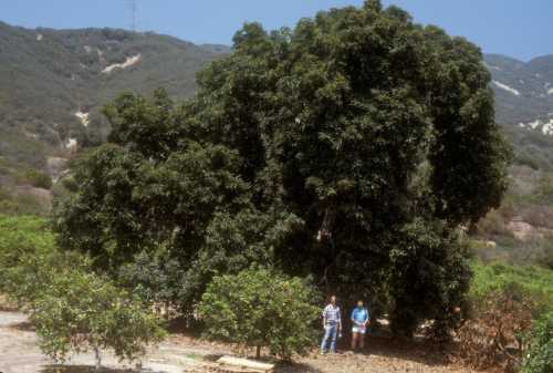 Survivor tree in Phytophthora cinnamomi (avocado root rot) infested area
