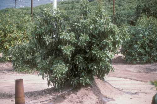 Phytophthora cinnamomi (avocado root rot) replant trial