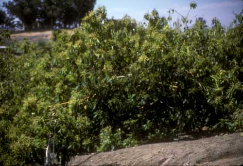 Greenhouse Thrips  overall tree appearance