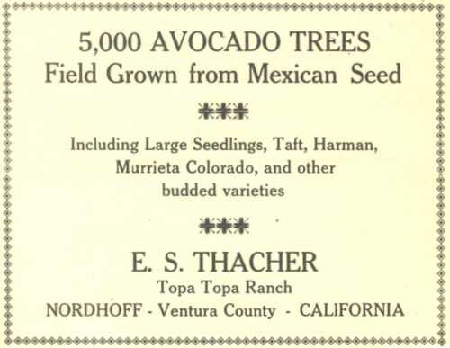 Ad for E. S. Thacher Nursery