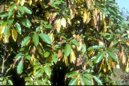 Heat damage to avocado foliage