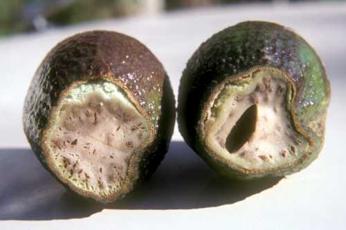 Symptoms of fruit damage due to cold