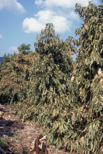 Foliage damage due to frost